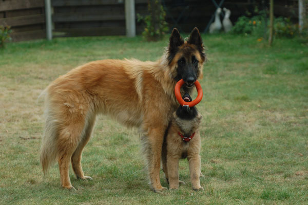 Tervuerense herder pup Lehdy the Red Dragon
