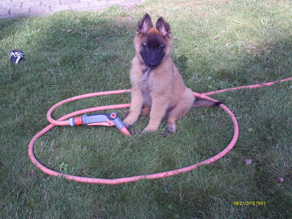 Tervuerense herder pup Lex the Red Dragon