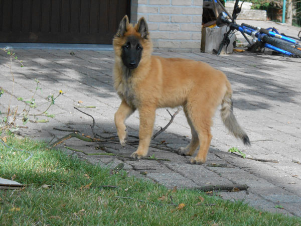 Tervuerense herder pup Lex the Red Dragon