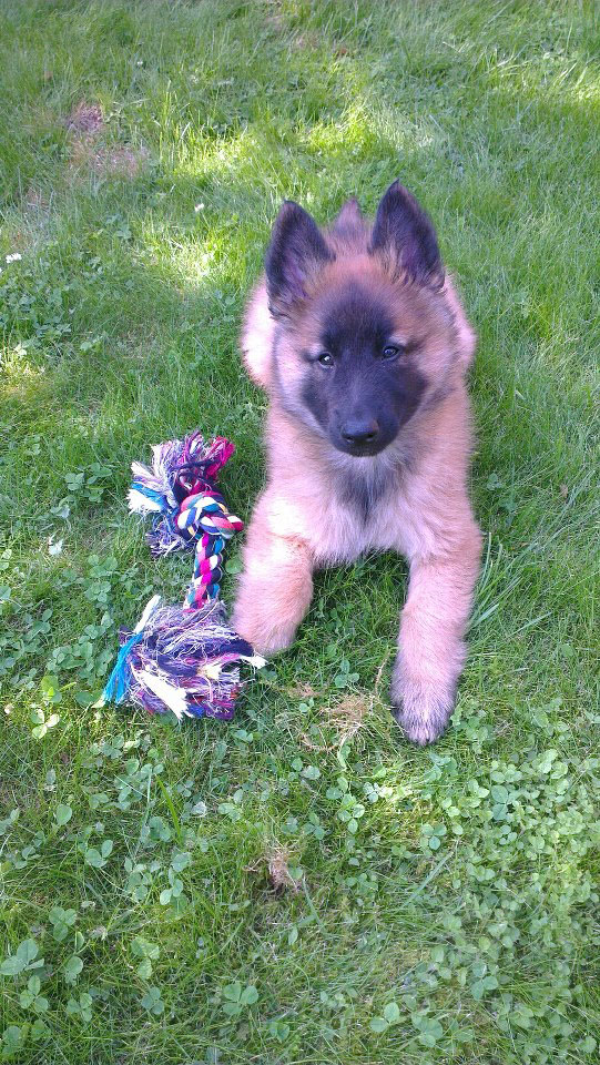 Tervuerense herder pup Libra the Red Dragon